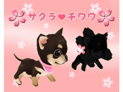 ミル、期間限定ペット「サクラチワワ」が登場！「2013春イベント～2週目～」を開始の画像