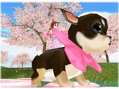 ミル、期間限定ペット「サクラチワワ」が登場！「2013春イベント～2週目～」を開始の画像