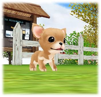 ミル、思い出の桜魚釣りや限定ペット「チワワ」が追加される「2013春イベント～3週目～」を開始の画像