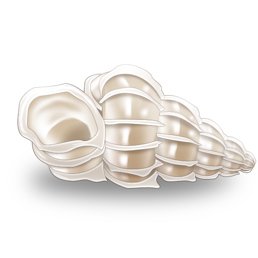 キャラフレ、「MIND≒0」とのコラボレーションが開始！水着姿の西園寺先生が登場する臨海学校イベントも開催の画像