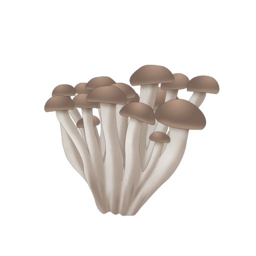 キャラフレ、きのこ料理を作る「天翔山きのこ狩りハイキングイベント」がスタートの画像