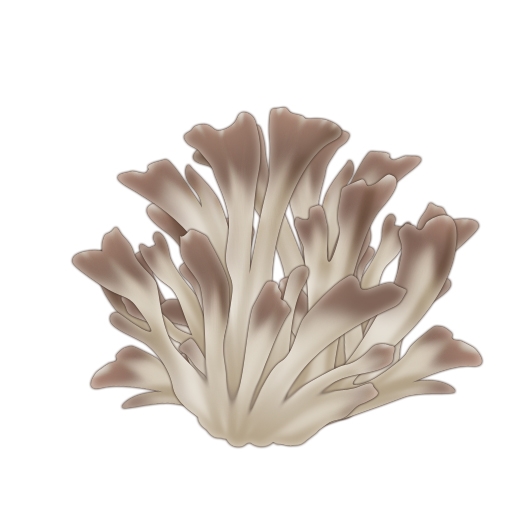 キャラフレ、きのこ料理を作る「天翔山きのこ狩りハイキングイベント」がスタートの画像