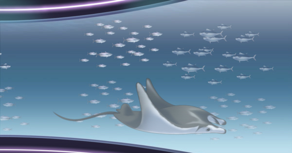 キャラフレ、ジンベイザメやマンタなどが登場する新スポット「アクアリウム」オープン！の画像