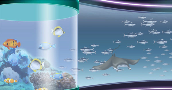 キャラフレ、ジンベイザメやマンタなどが登場する新スポット「アクアリウム」オープン！の画像