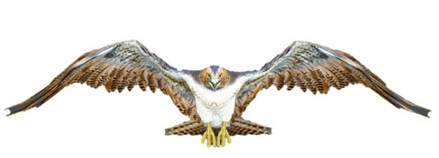 「黒い砂漠」新クラス「ウィザード」「ウィッチ」が追加！第2回キャラメイク選手権やWELCOMEキャンペーンも開催の画像